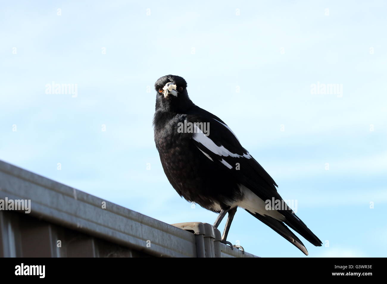 Tibicen Cracticus ou également connu sous le nom de Australian magpie oiseau sur colorbond fence Banque D'Images