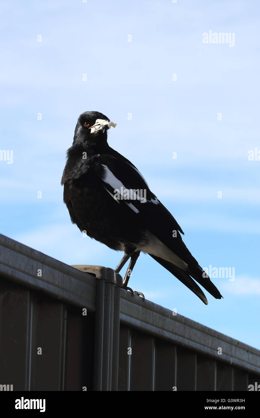 Tibicen Cracticus ou également connu sous le nom de Australian magpie oiseau sur colorbond fence Banque D'Images