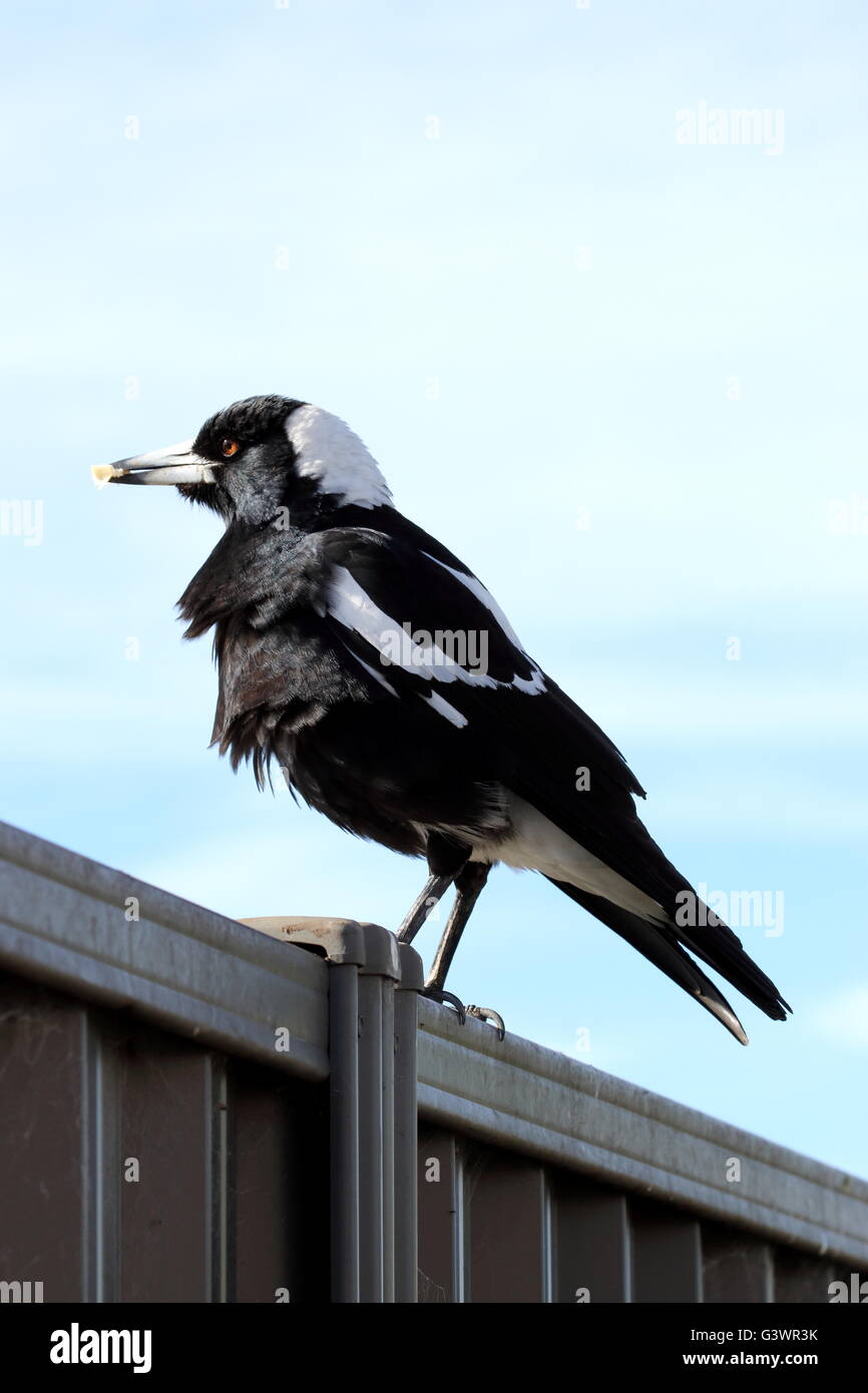 Tibicen Cracticus ou également connu sous le nom de Australian magpie oiseau sur colorbond fence Banque D'Images
