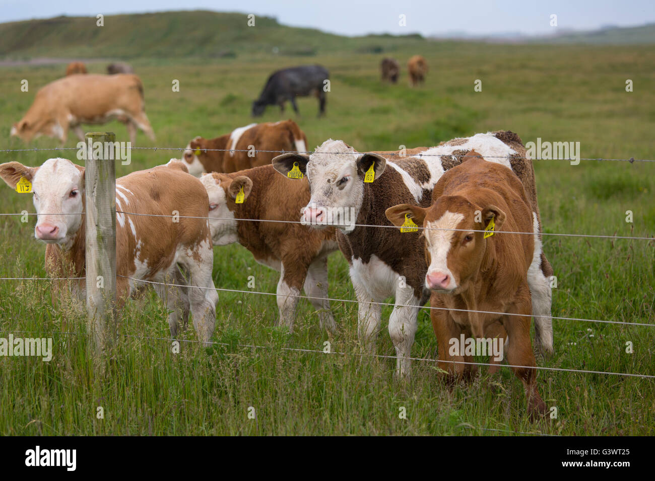 Les veaux de race mixte dans les prés au Claj Norfolk Marais pâturage Banque D'Images