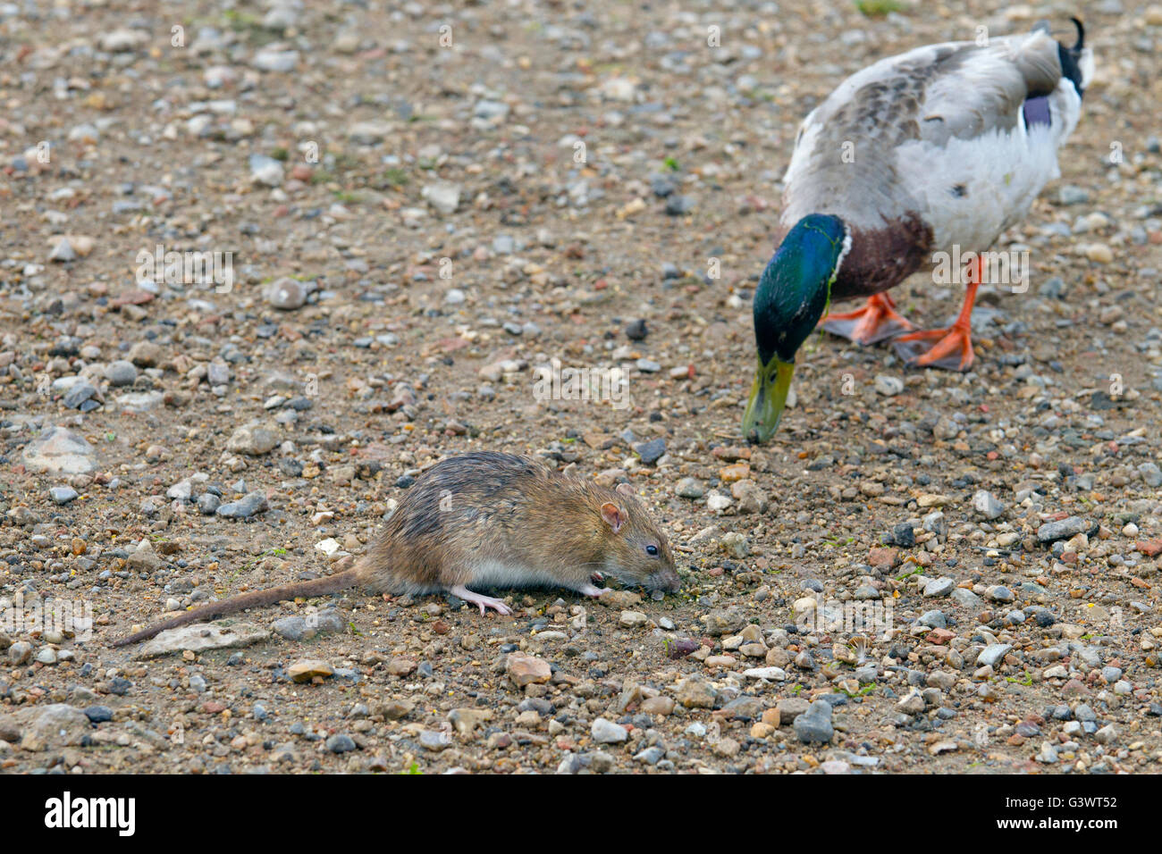 Rat brun Rattus norvegicus se nourrissant au bord d'un étang de canard mangeant des morceaux nourris aux canards Norfolk UK Banque D'Images