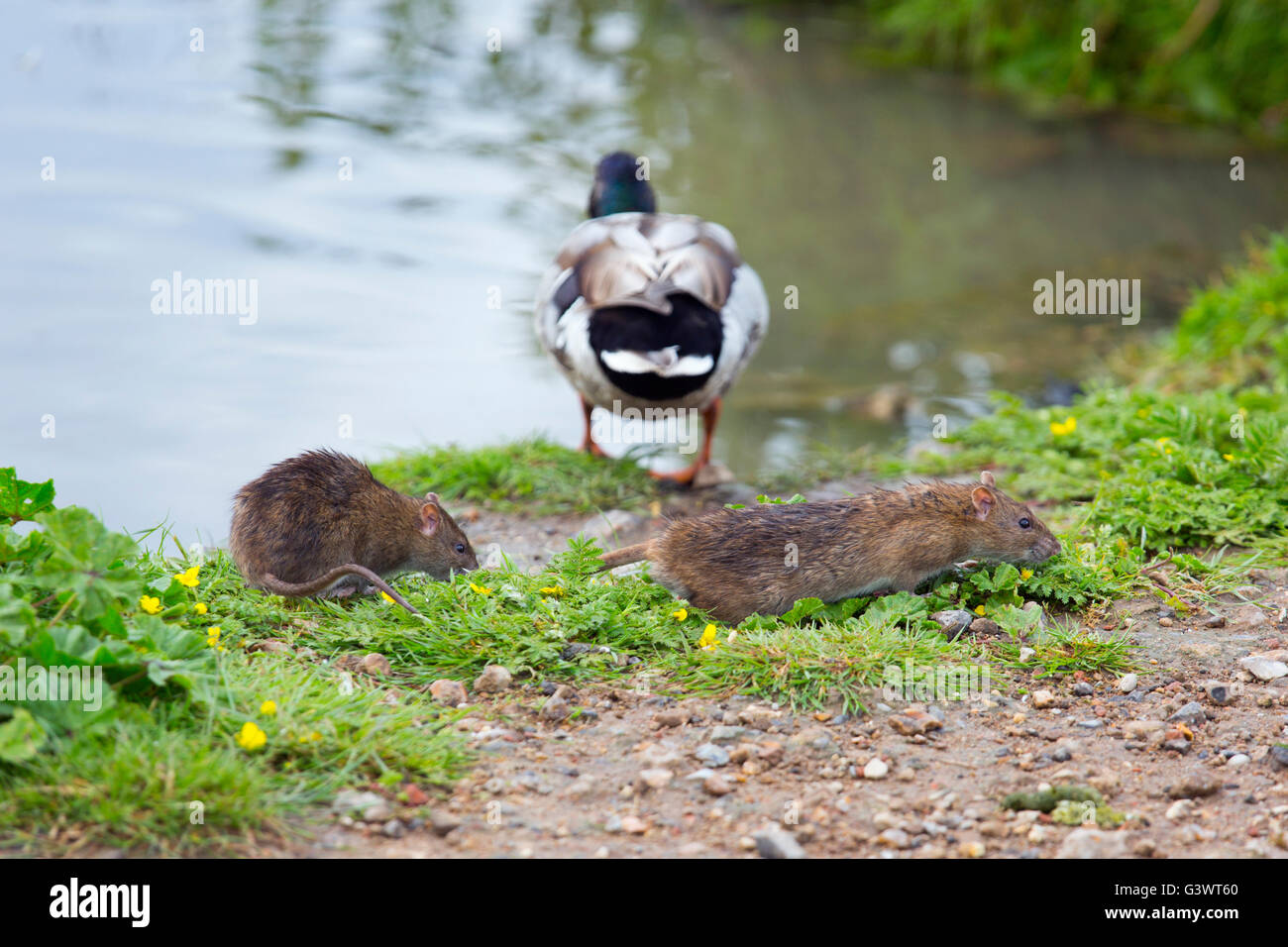 Rat brun Rattus norvegicus se nourrissant au bord d'un étang de canard mangeant des morceaux nourris aux canards Norfolk UK Banque D'Images