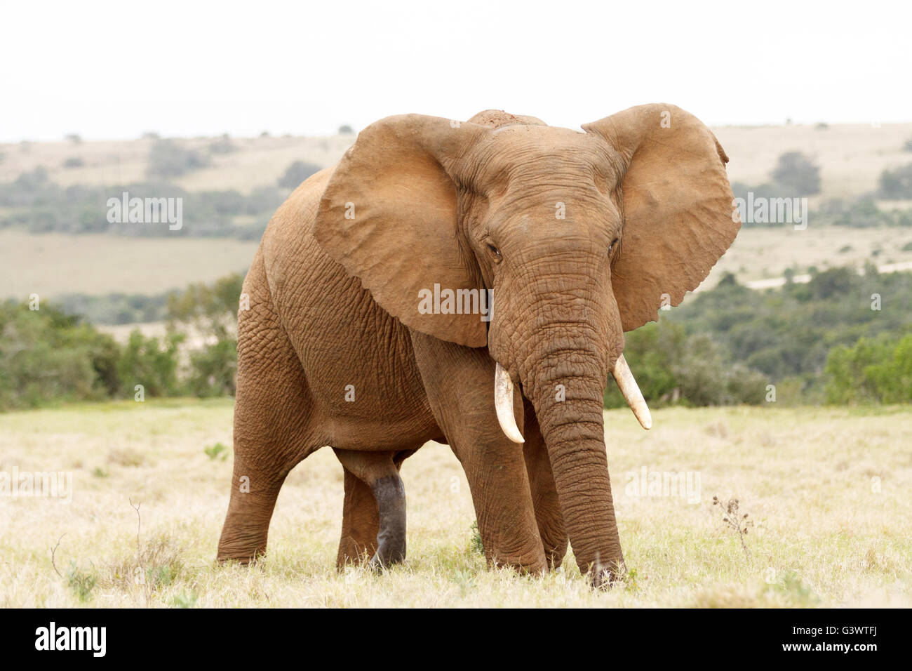 Une grande .. La brousse africaine éléphant est le plus grand des deux espèces d'éléphants d'Afrique. Banque D'Images