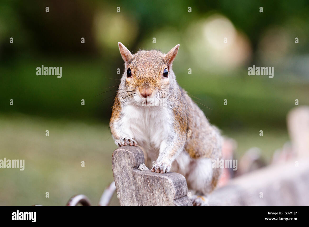 L'Écureuil gris (Sciurus carolinensis) St James Park, Londres, Angleterre, Royaume-Uni Banque D'Images