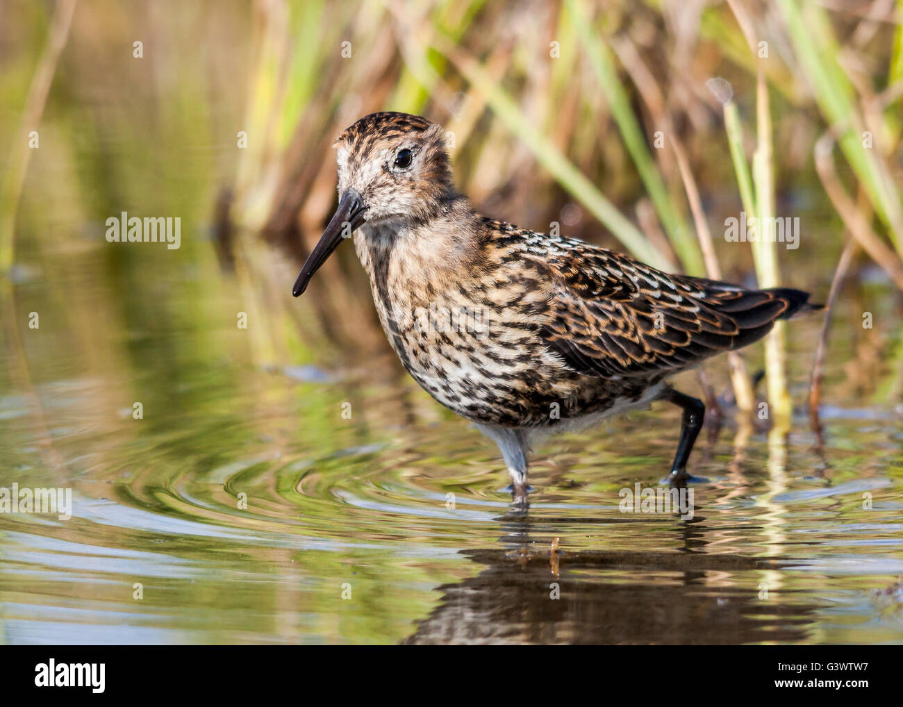 Le Bécasseau variable (Calidris alpina) Banque D'Images