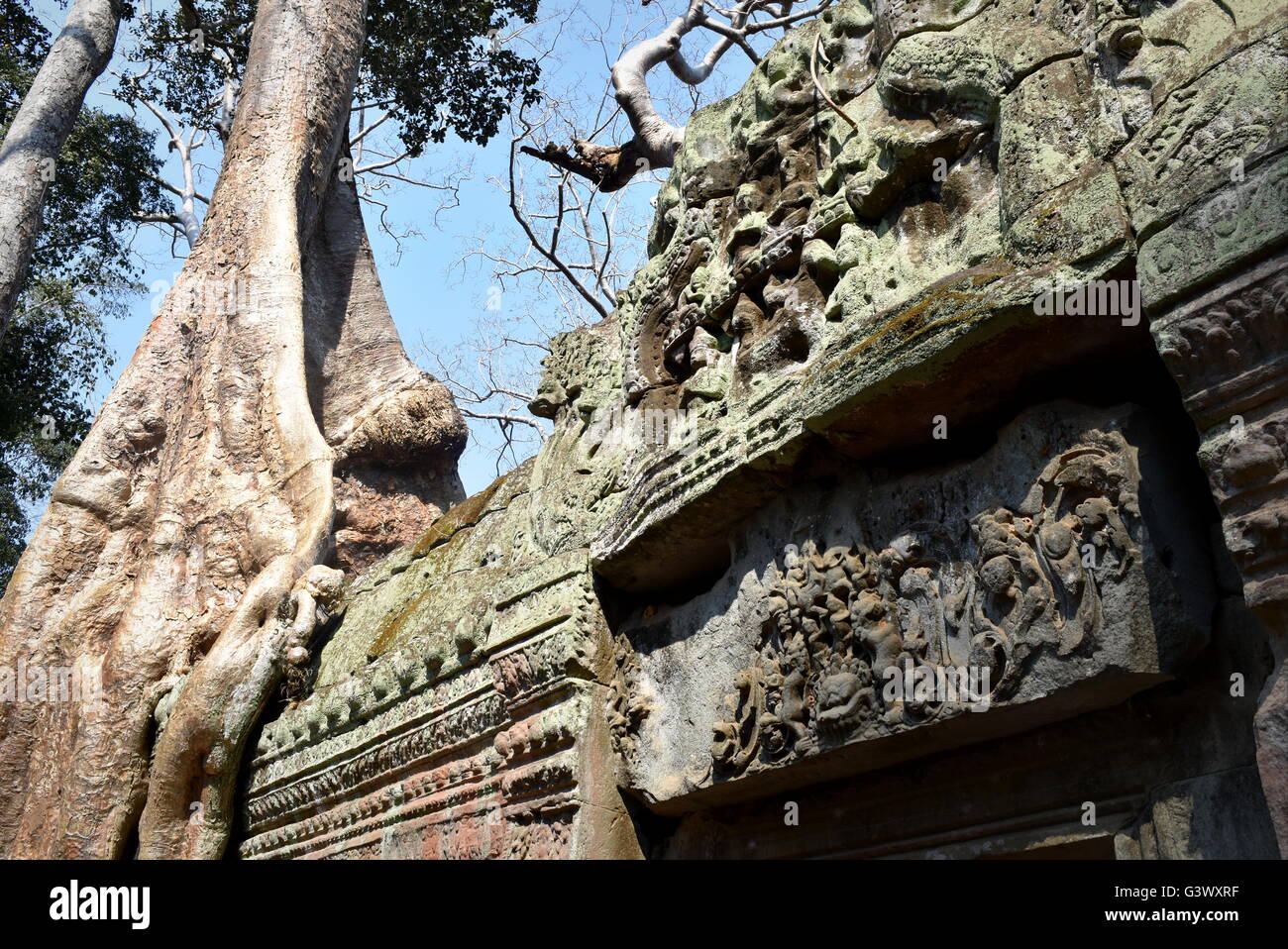 L'homme a fait des arbres contre la nature en pierre ancienne : Ta Prohm temple bouddhiste et pierre sculptures sur pierre mangés par les racines des arbres - Cambodge Banque D'Images