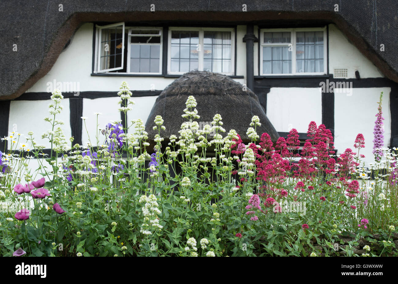 Les fleurs de la valériane en face d'un cadre en bois noir et blanc cottage. En vertu de l'Ashton Hill, Wychavon District, Worcestershire, Royaume-Uni Banque D'Images