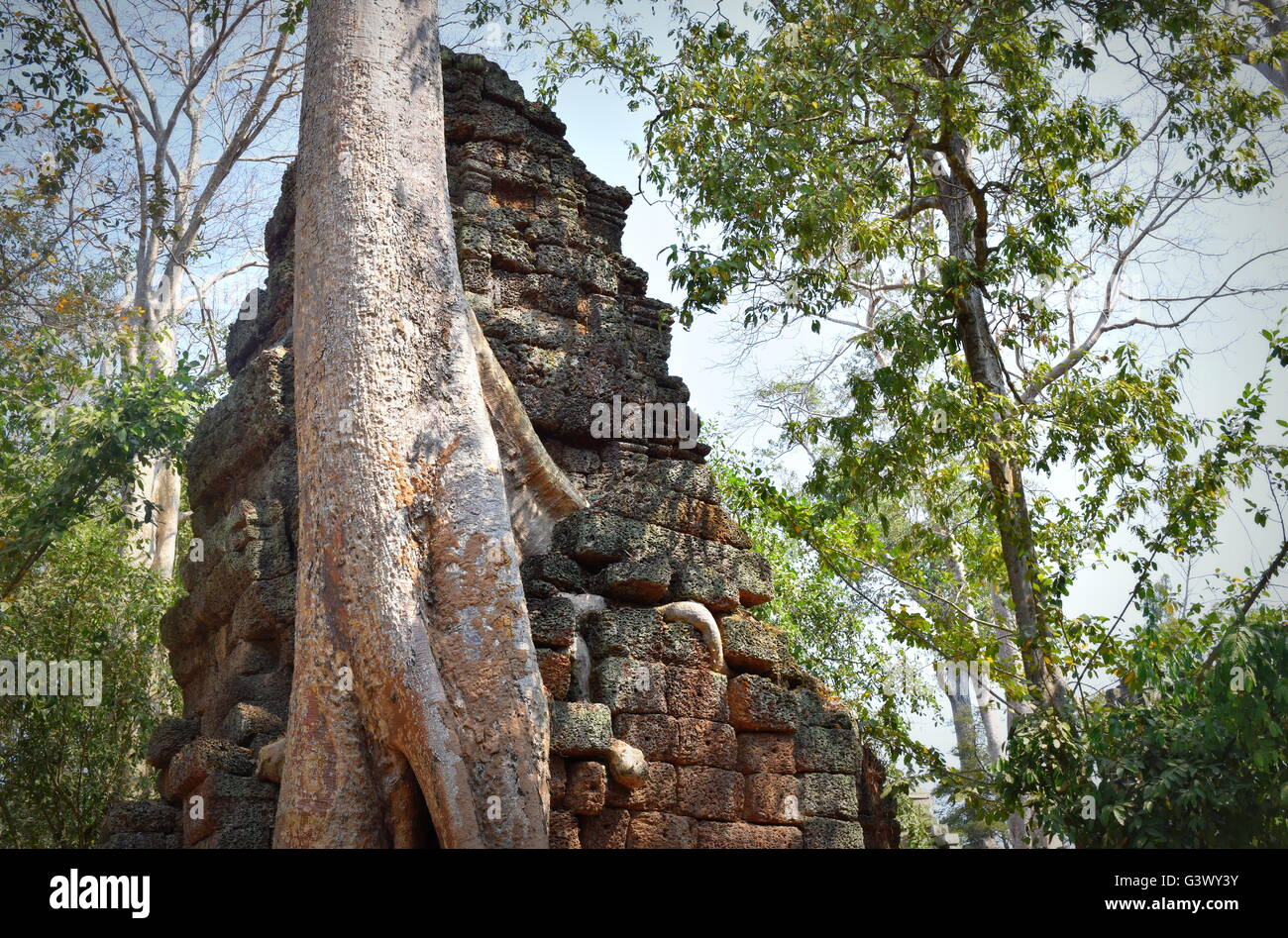 Les racines des arbres forestiers fusion avec blocs de pierre des anciennes ruines, Ta Prohm, Angkor, Cambodge Banque D'Images