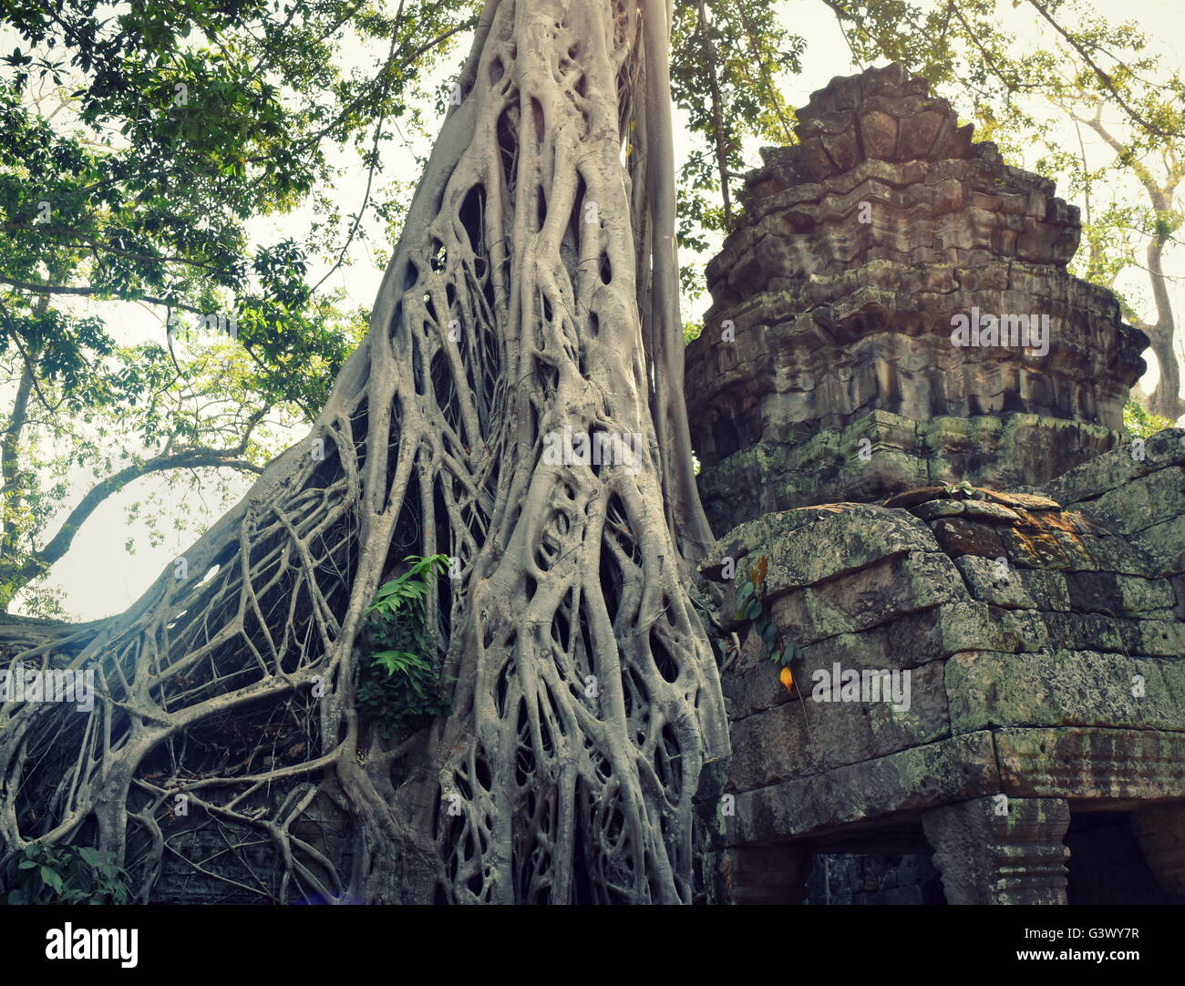 Les racines des arbres pour durée de Stone temple ruines de Ta Prohm, Cambodge Banque D'Images