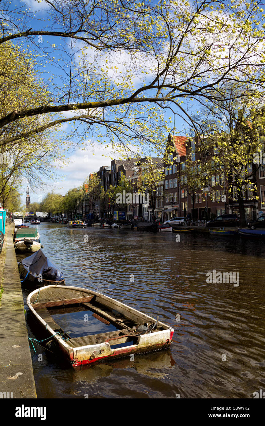 Foulque macroule nichant sur un vieux bateau plein d'eau sur le Prinsengracht, au centre-ville de Amsterdam, Pays-Bas au printemps. Banque D'Images