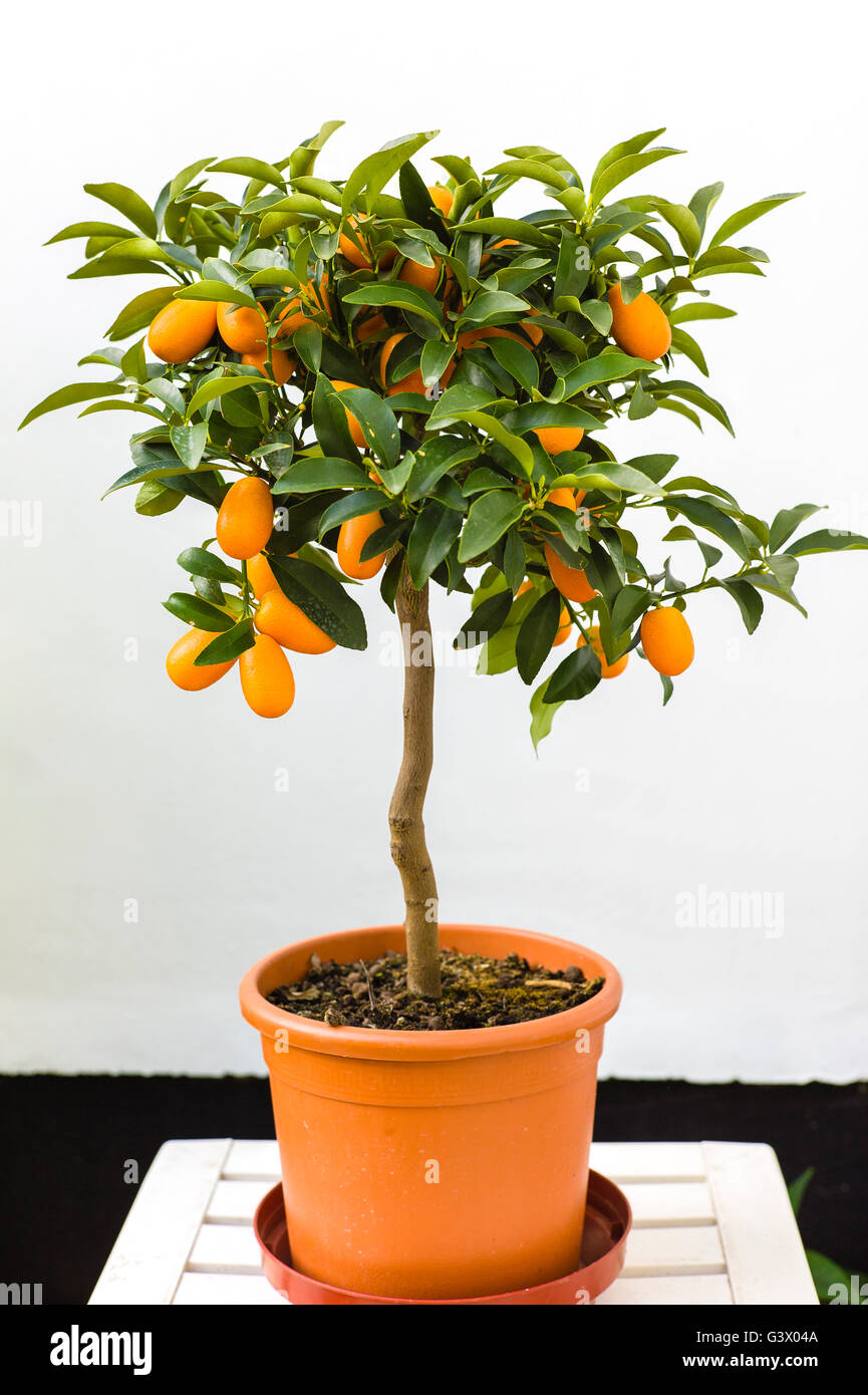 Petit roulement arbre kumquat fruits comestibles au Royaume-Uni Banque D'Images