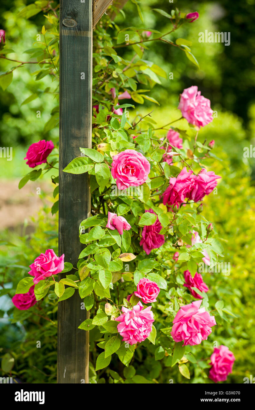 Rosa Zéphirine Drouhin grandir un arch support Banque D'Images