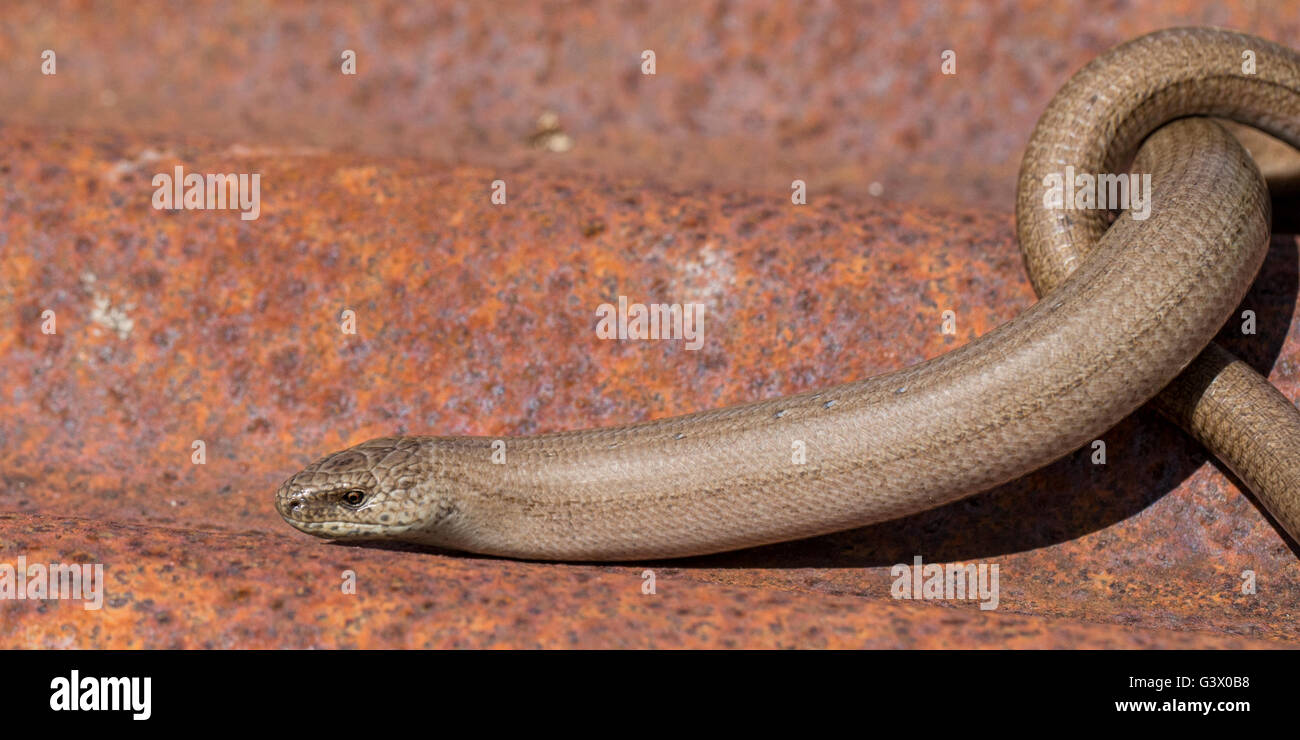 Ver lent Anguis fragilis sur une feuille de fer rouillé, Sussex England Banque D'Images