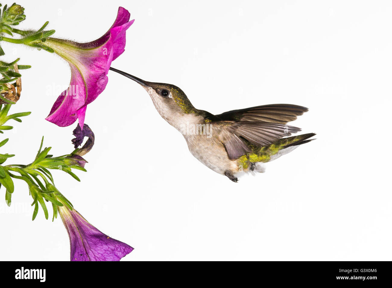 Une femelle colibri à gorge rubis planant à une fleur. Banque D'Images