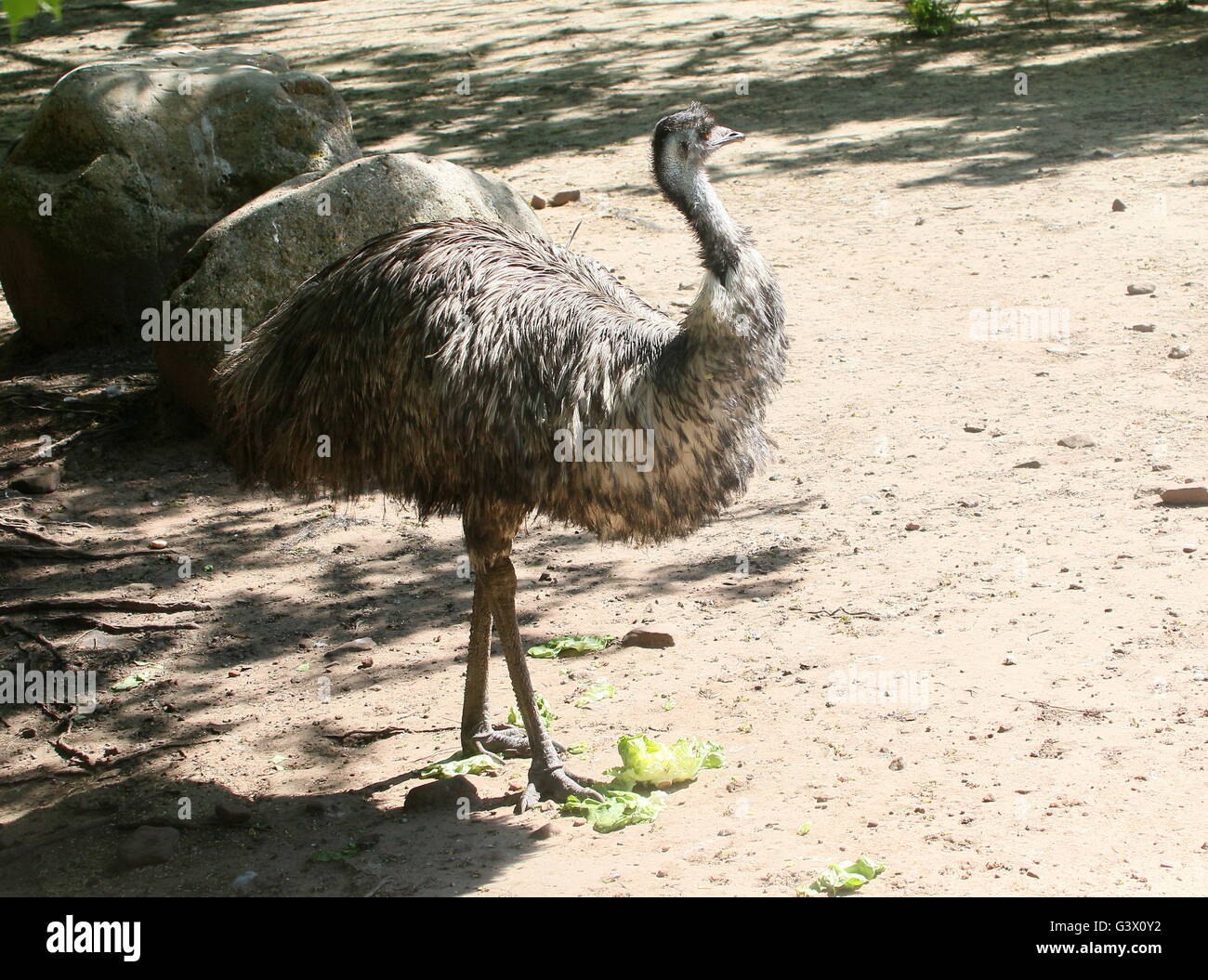 Emu australiens matures (Dromaius novaehollandiae) Banque D'Images