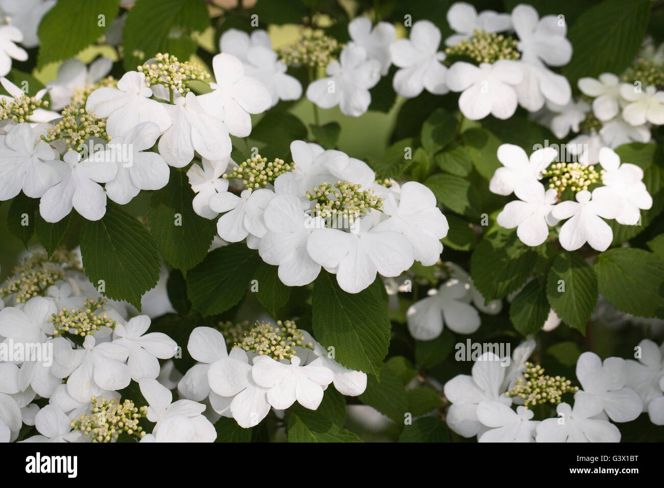 Viburnum plicatum f. Tomentosum des fleurs au printemps. Banque D'Images