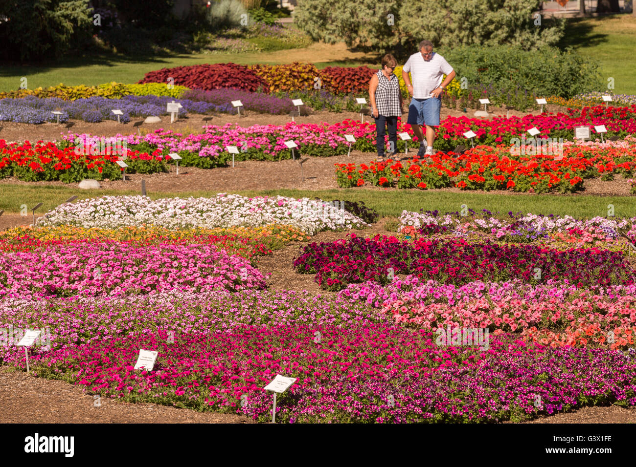 Vous pourrez voir la fleur jardin d'essai à la Colorado State University, 25 juillet 2015 à Fort Collins, Colorado. Le jardin est d'évaluer la performance de différents cultivars de plantes annuelles dans le cadre du Rocky Mountain unique des conditions environnementales. Banque D'Images