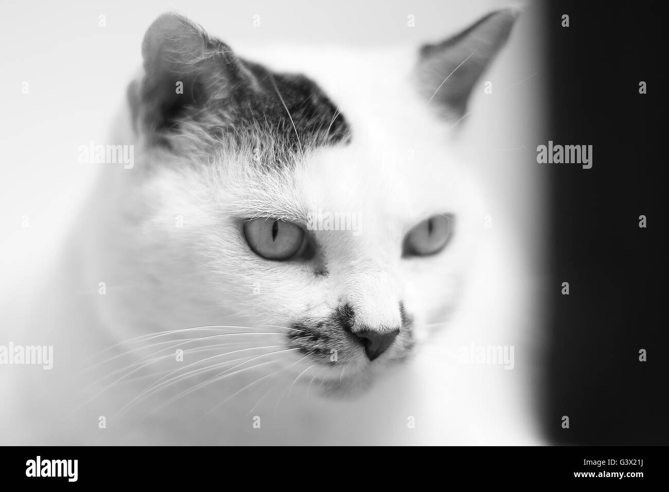 Sofia, un gros chat et poilues. Paresseux et très adorable. Comme tous les chats, il aime passer son temps à dormir dans le confort d'un canapé. Banque D'Images