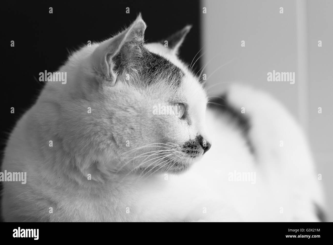 Sofia, un gros chat et poilues. Paresseux et très adorable. Comme tous les chats, il aime passer son temps à dormir dans le confort d'un canapé. Banque D'Images