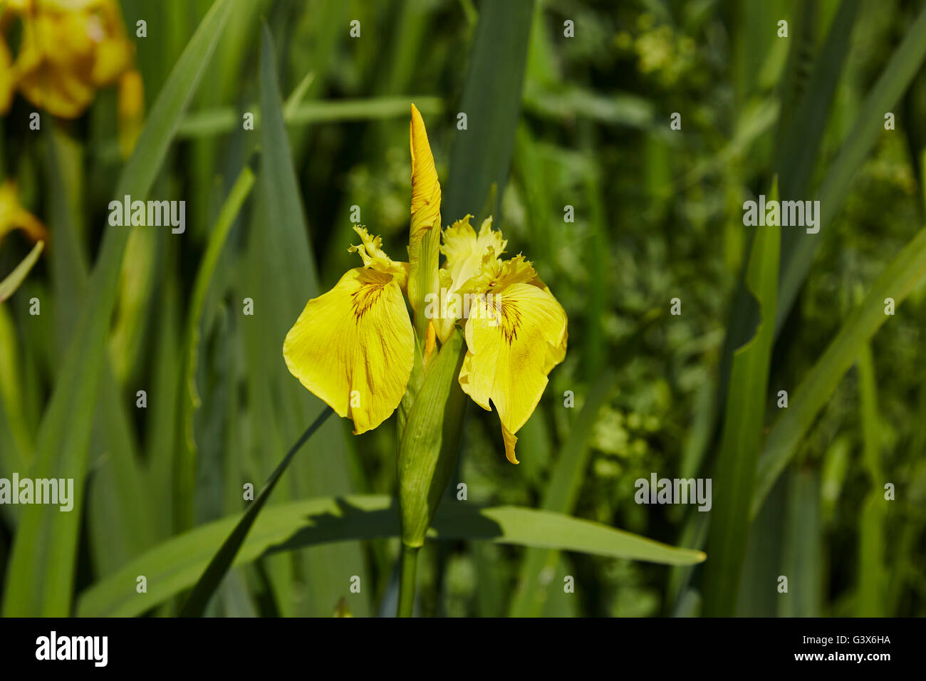 Drapeau jaune,Iris pseudacorus Iris,dans une végétation côté canal Banque D'Images