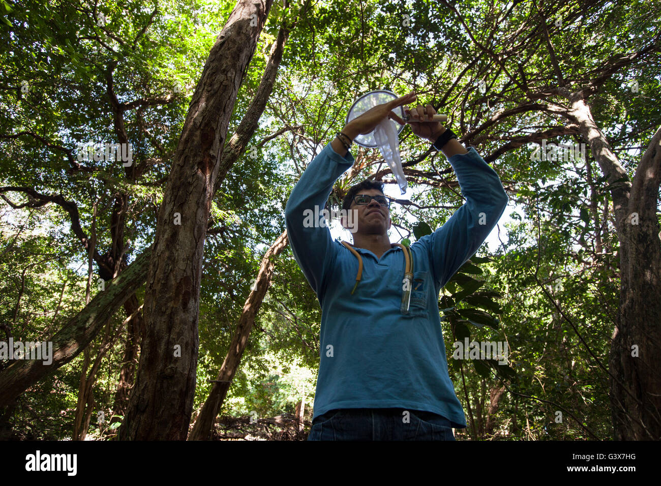 La collecte d'entomologistes les moustiques à Parque das Dunas Dunas Park ( ), d'un parc urbain dans la ville de Natal, au Brésil, pour faire un test de Zika virus. Banque D'Images
