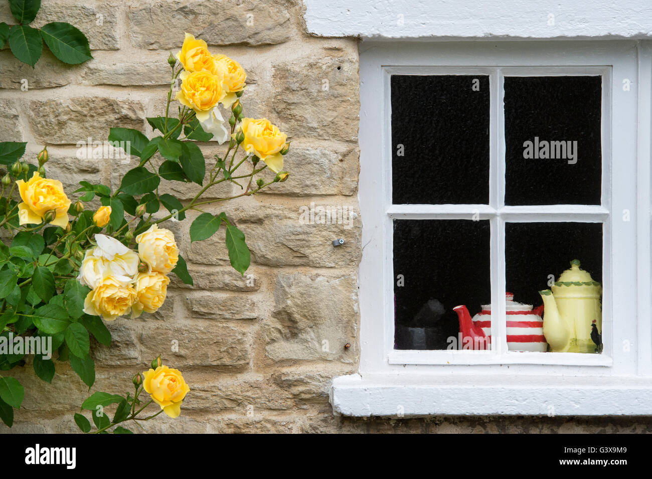 Chalet jardin des roses avec des théières dans une fenêtre. En vertu de l'Ashton Hill, Wychavon District, Worcestershire, Angleterre. Banque D'Images