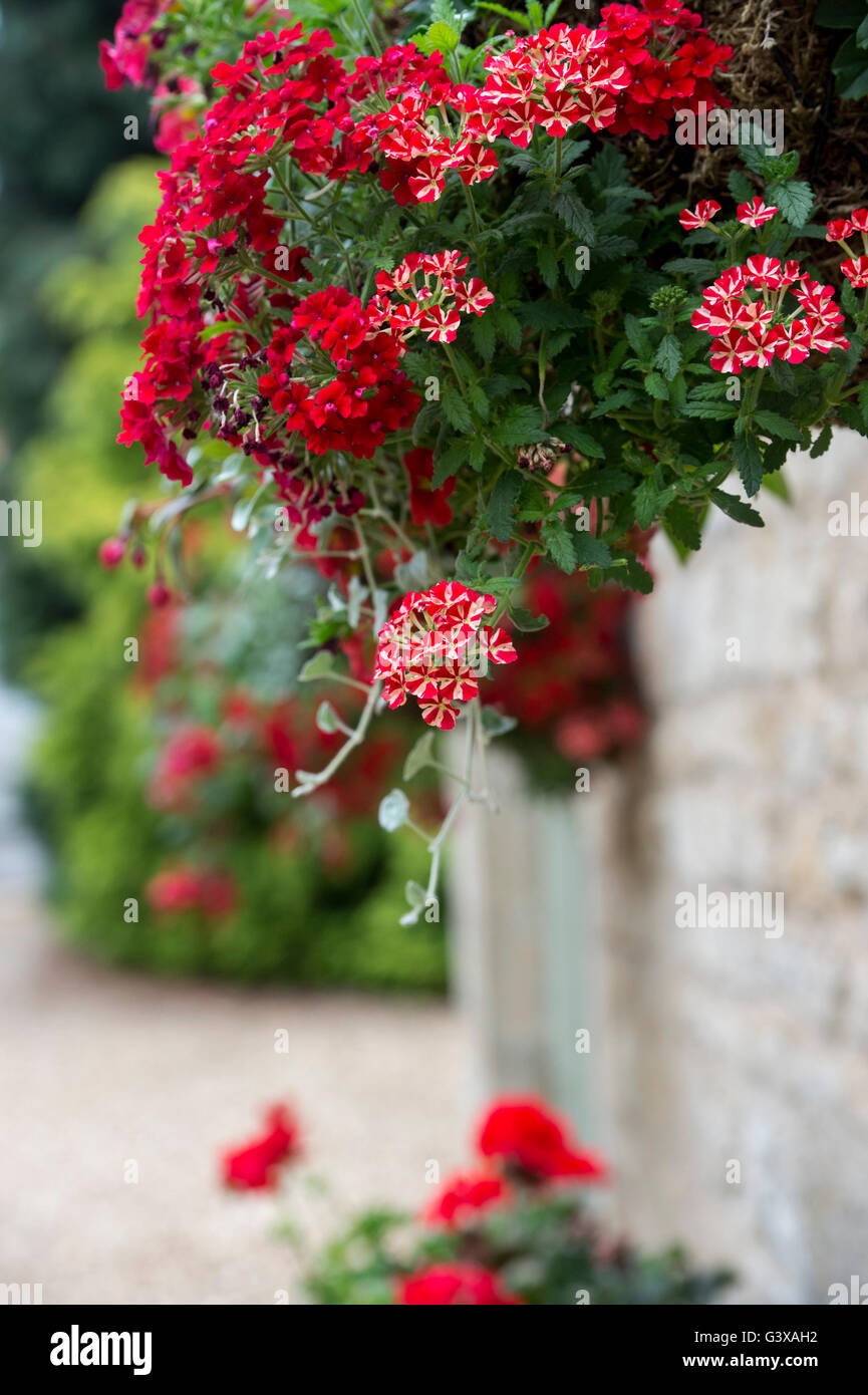 Red Star Voodoo verveine et Pétunia Surfinia fleurs dans un panier suspendu. En vertu de l'Ashton Hill, Worcestershire, Angleterre. Banque D'Images