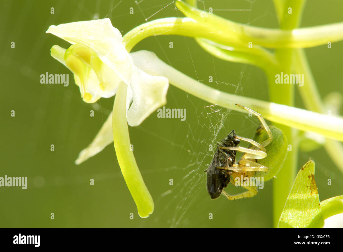 Araignée orbe verte ayant attrapé sa proie dans la fleur d'un pic d'orchidée. Banque D'Images