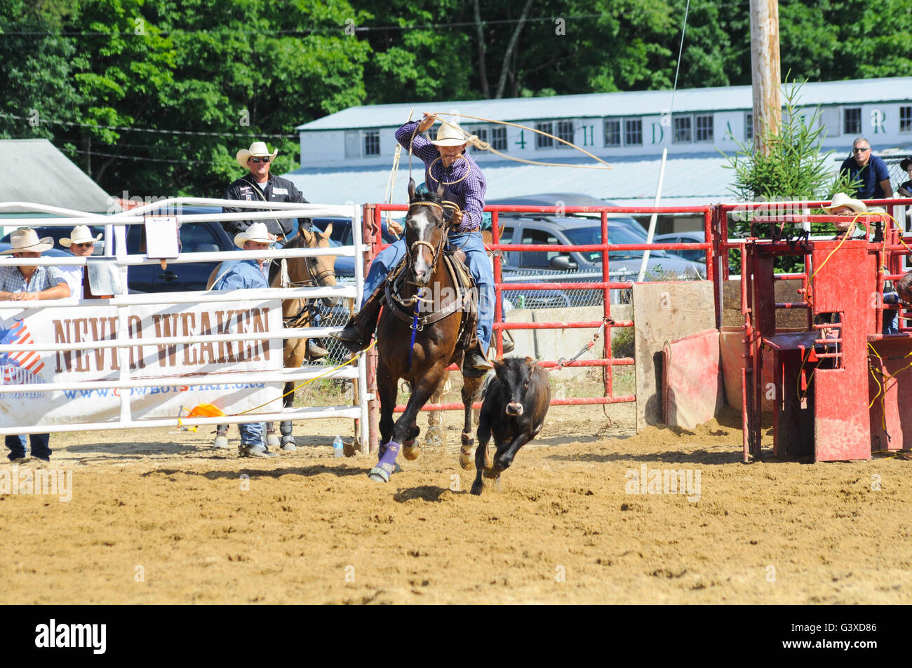 Un Rodeo Cowboy la tentative de corde un veau d'exécution Banque D'Images