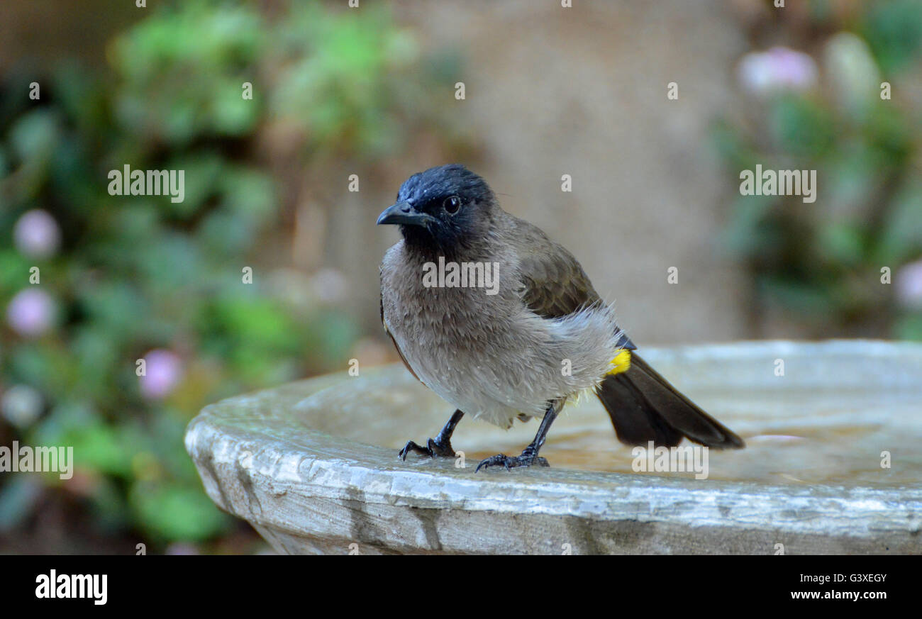 Un bulbul, rafraîchi, après avoir pris un bain Banque D'Images