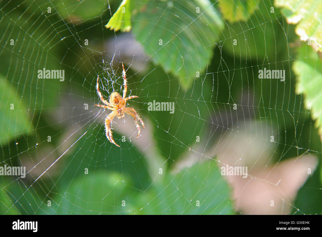 L'araignée et son site web dans un parc clos de Cholet (France). Banque D'Images