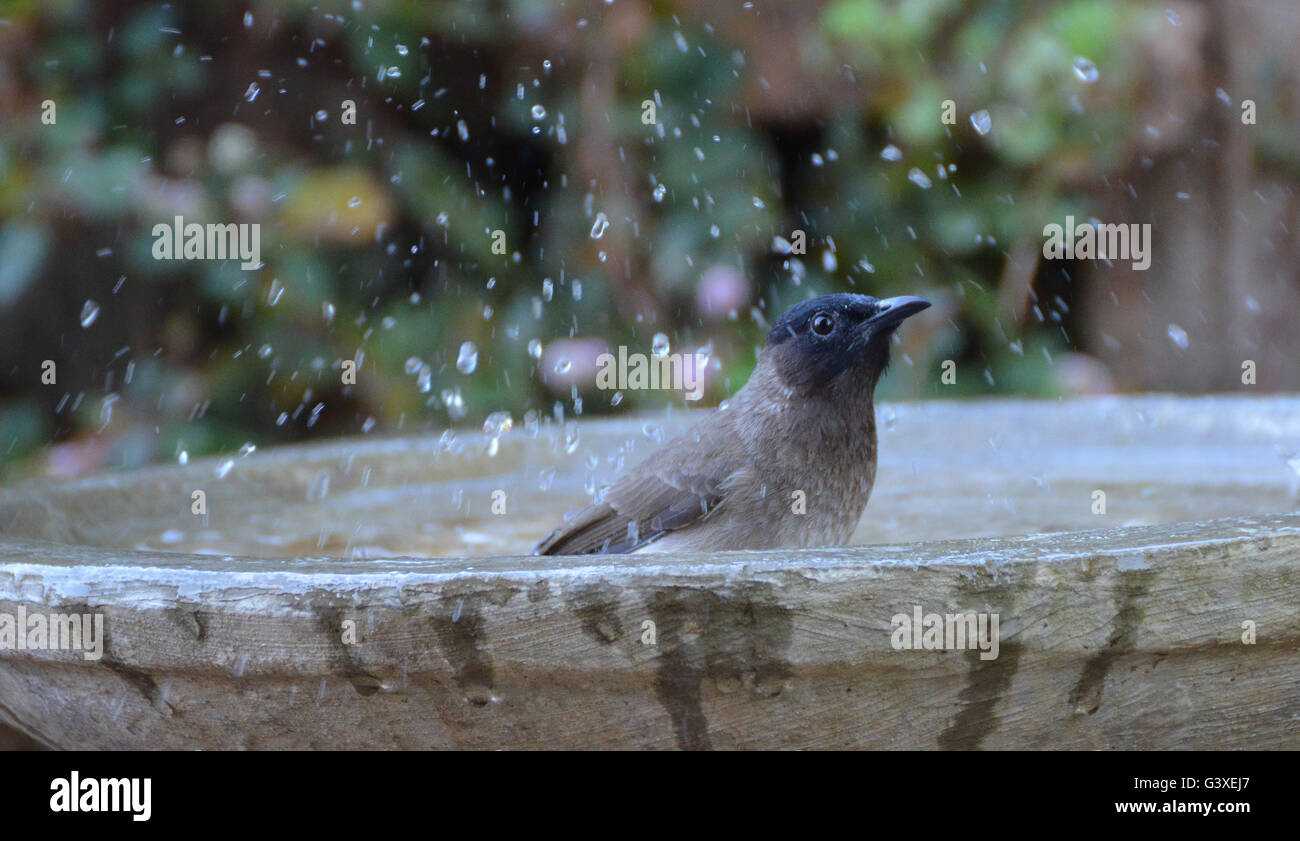 Splish, splash, J'mma prendre un bain... Banque D'Images