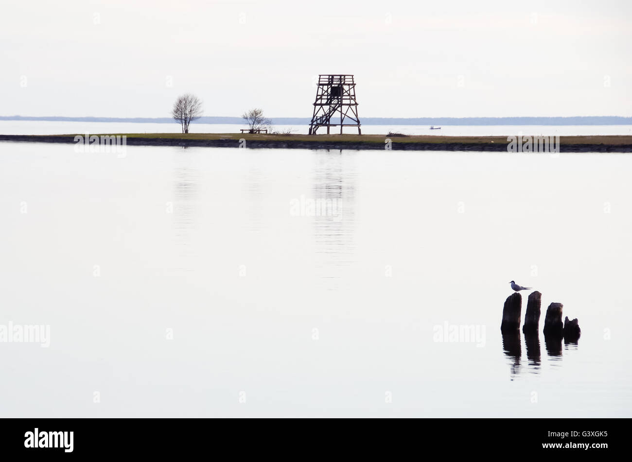 Seagull assis sur un tronc d'arbre avec une tour d'observation d'oiseaux de Pärnu dans l'arrière-plan Banque D'Images