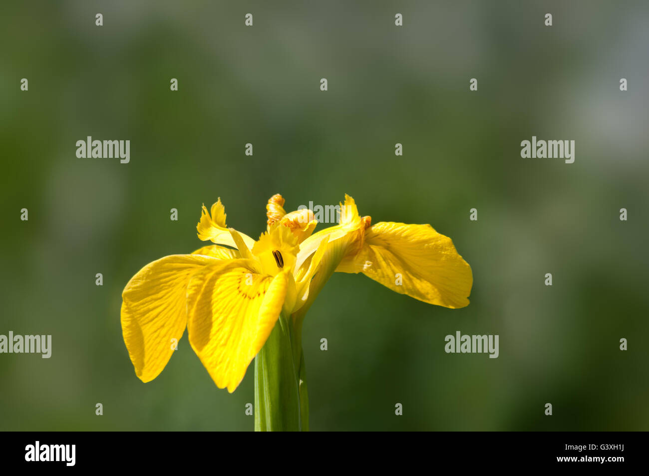 Iris pseudacorus iris jaune ou de l'Europe iris sauvage, de l'eau. Banque D'Images Iris pseudacorus iris jaune ou de l'Europe iris sauvage, de l'eau. Banque D'Images