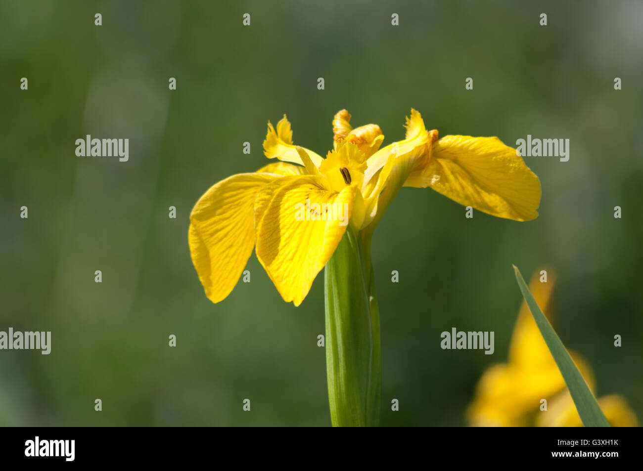 Iris pseudacorus iris jaune ou de l'Europe iris sauvage, de l'eau. Banque D'Images