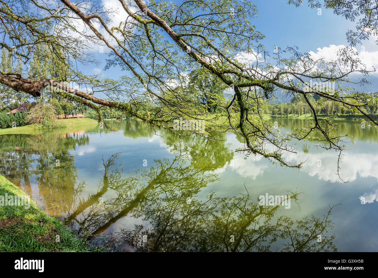La réflexion de l'arbre dans le lac Taiping Banque D'Images