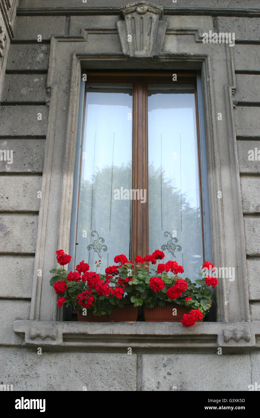 Beaux géraniums rouges sur l'appui de fenêtre, Milan, Italie Banque D'Images