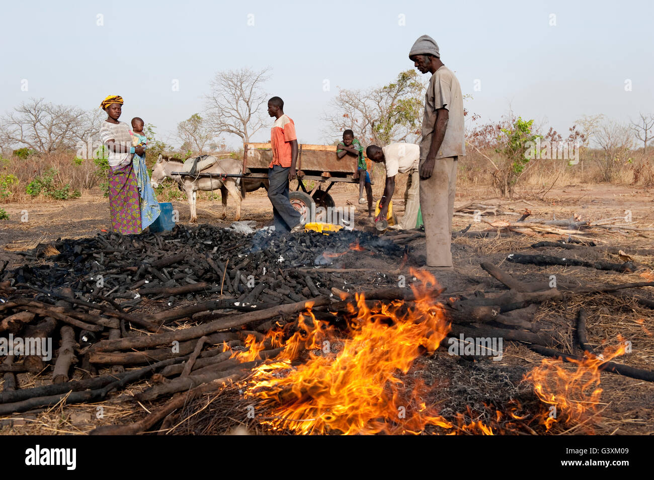 MALI, Sahel, sur la production de charbon de bois de Bush est une incidence sur l'environnement de cette région à sec, le charbon est l'énergie utilisée pour la cuisine Banque D'Images