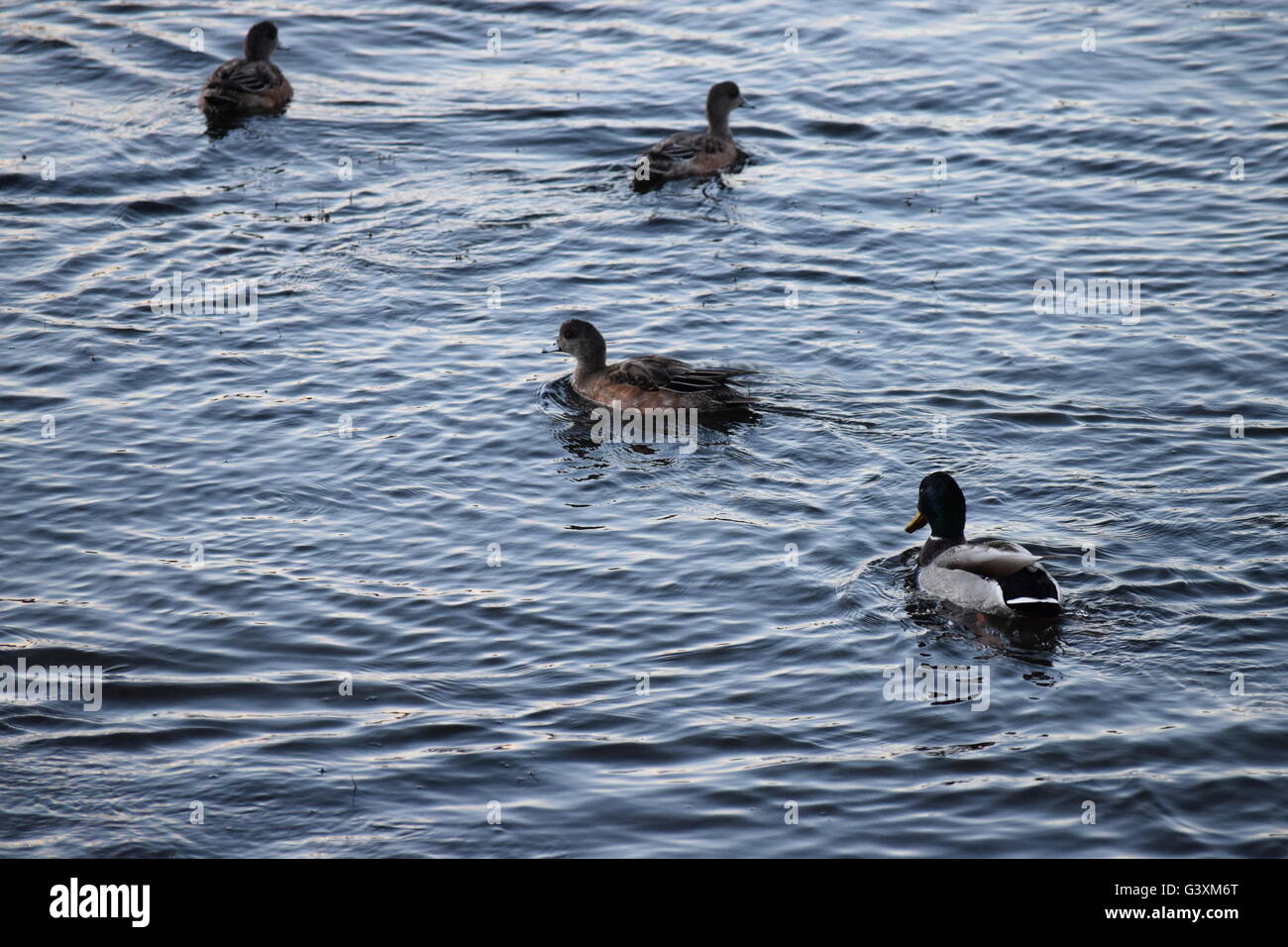 Canards dans le lac, saison d'automne, le canard colvert Banque D'Images