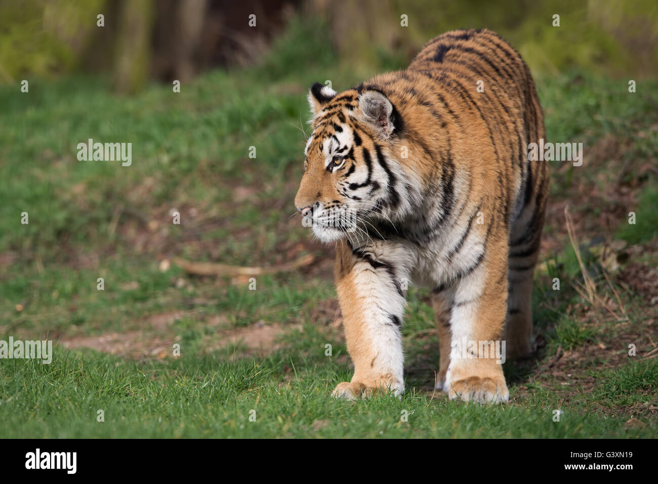 Tigre de Sibérie (Panthera tigris altaica) Banque D'Images