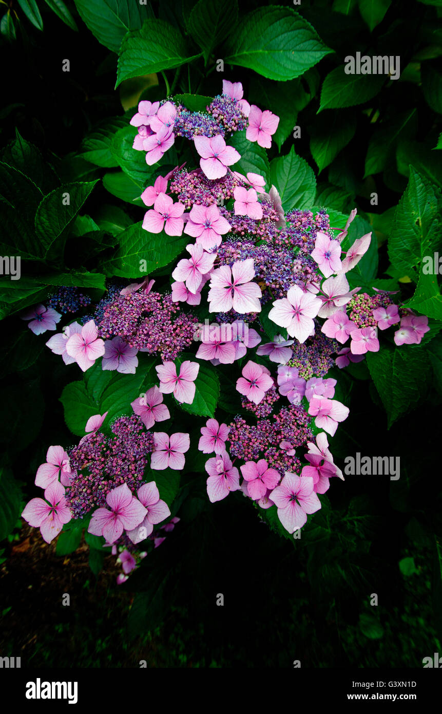 Un groupe d'hortensia rose en herbe de nouveau un fond vert sombre. Banque D'Images