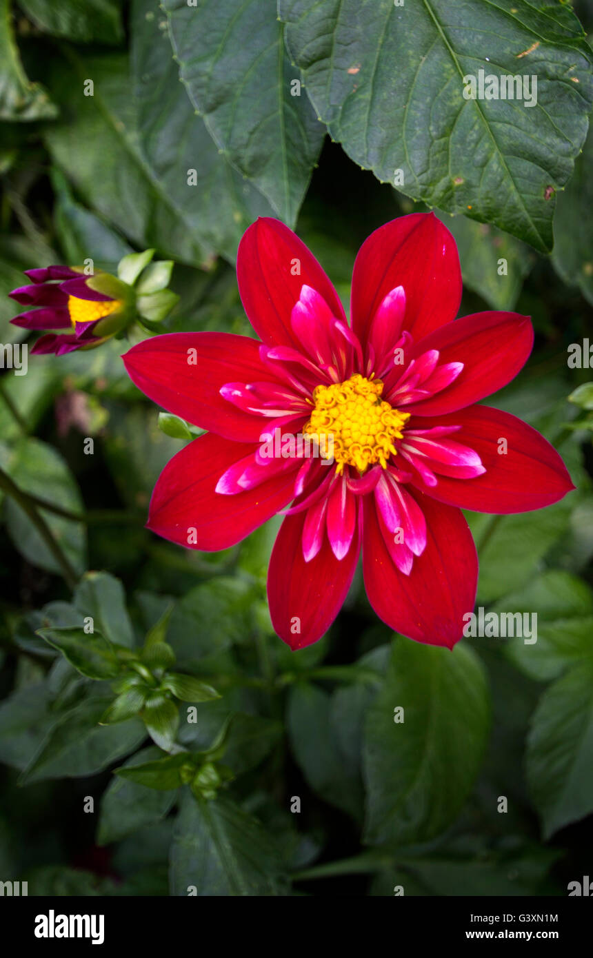 Un même colarette dahlia rose et rouge Banque D'Images