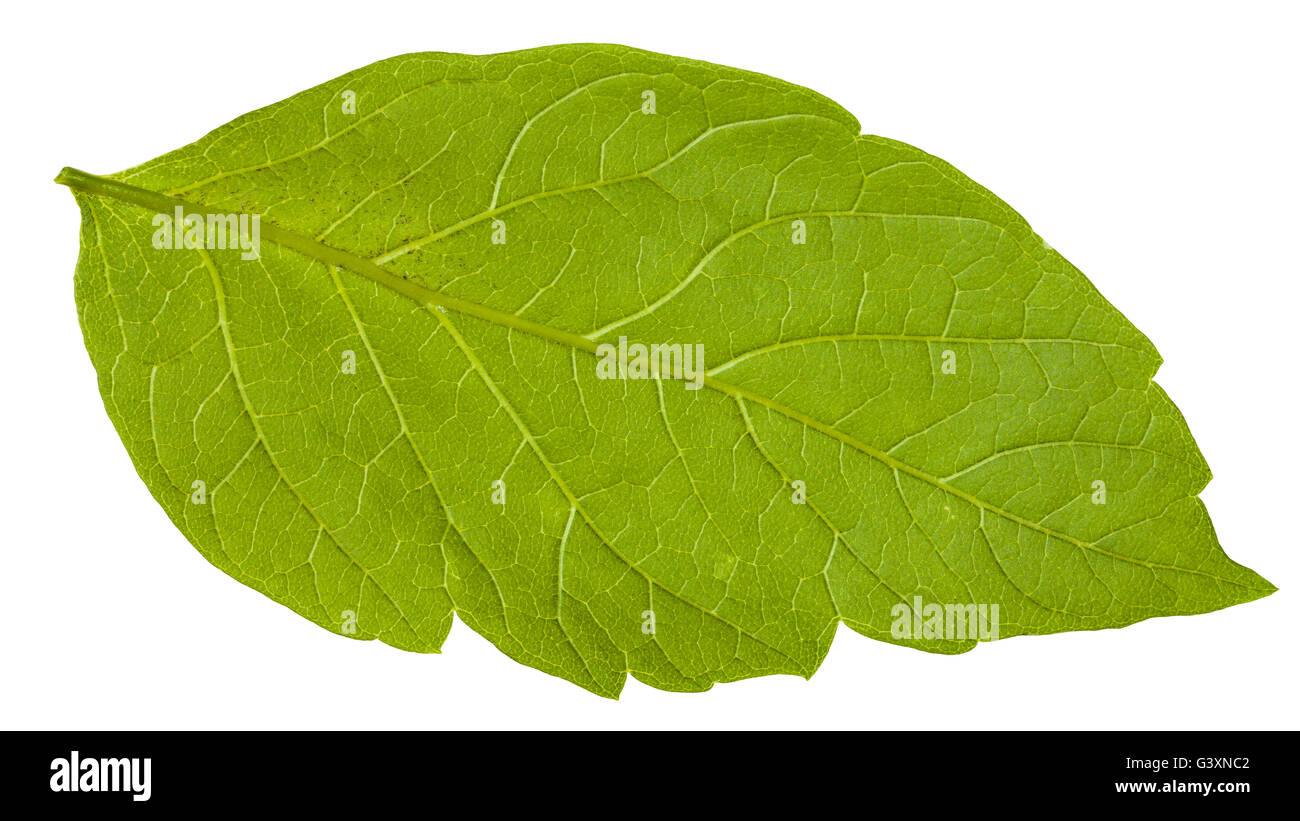 L'arrière de la feuille verte d'érable (Acer negundo) frêne arbre isolé sur fond blanc Banque D'Images
