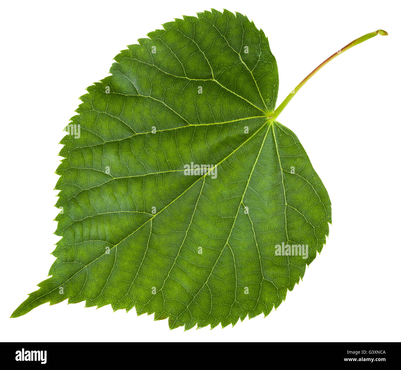 des-feuilles-fra-ches-de-l-arbre-tilia-cordata-tilleul-petites