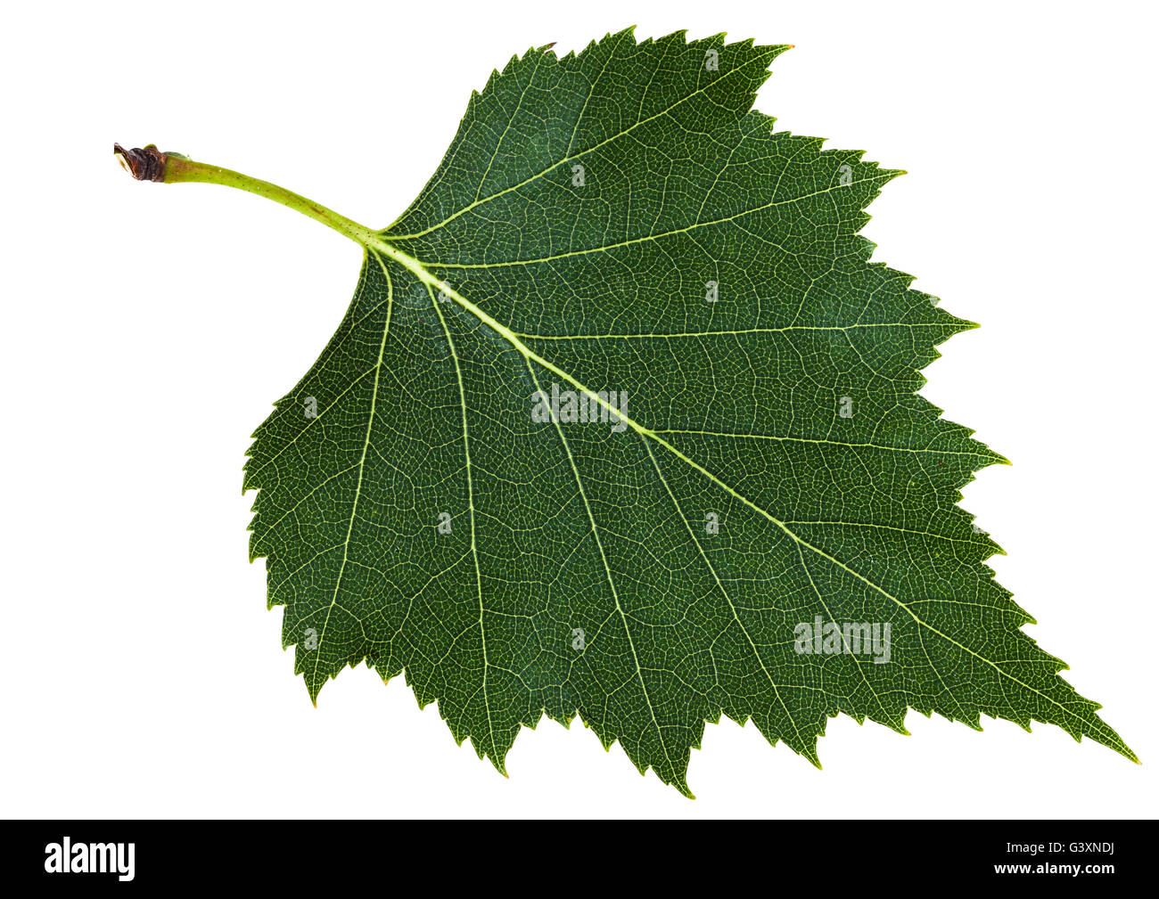 Vert feuille de bouleau (Betula pendula bouleau verruqueux, bouleau verruqueux, bouleau blanc européen), isolé sur fond blanc Banque D'Images