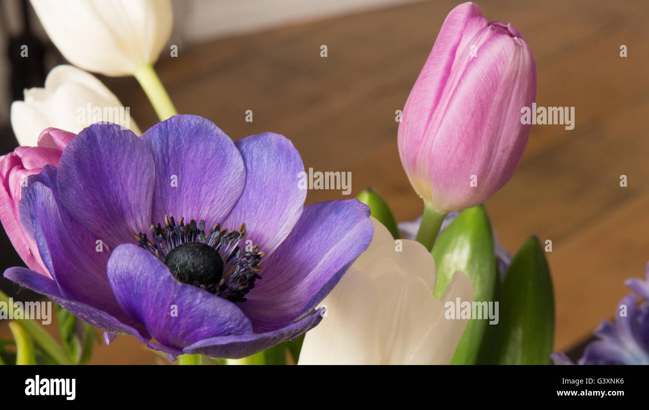 Bouquet d'anémones tulipes et jacinthes dans purple pink un don d'amour et de romance Banque D'Images