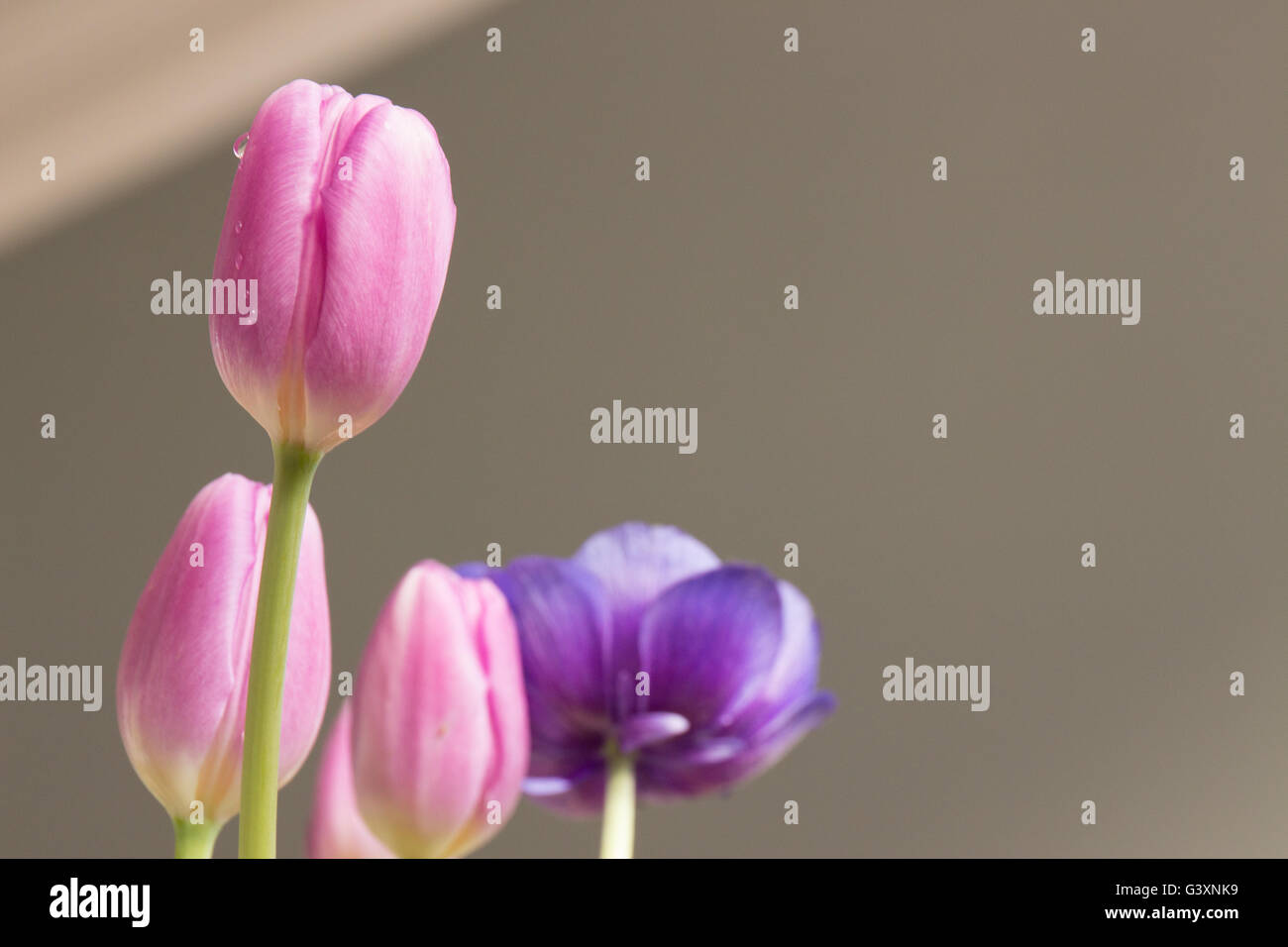 Tulipes et fleurs anémone avec des gouttes d'eau formées sur le côté Banque D'Images