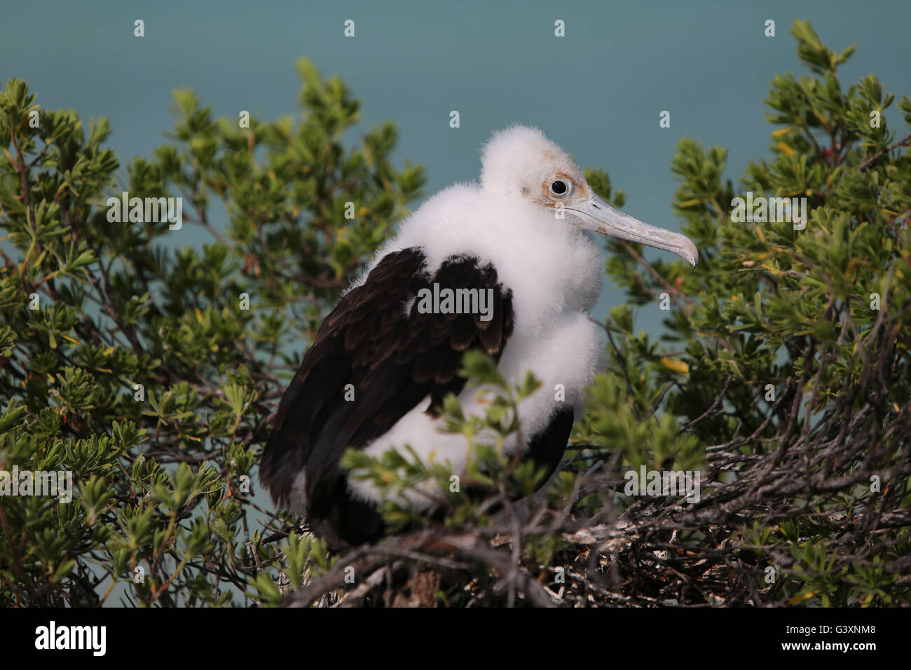 Frégate superbe poussin dans le nid, l'île Christmas, Kiribati Banque D'Images