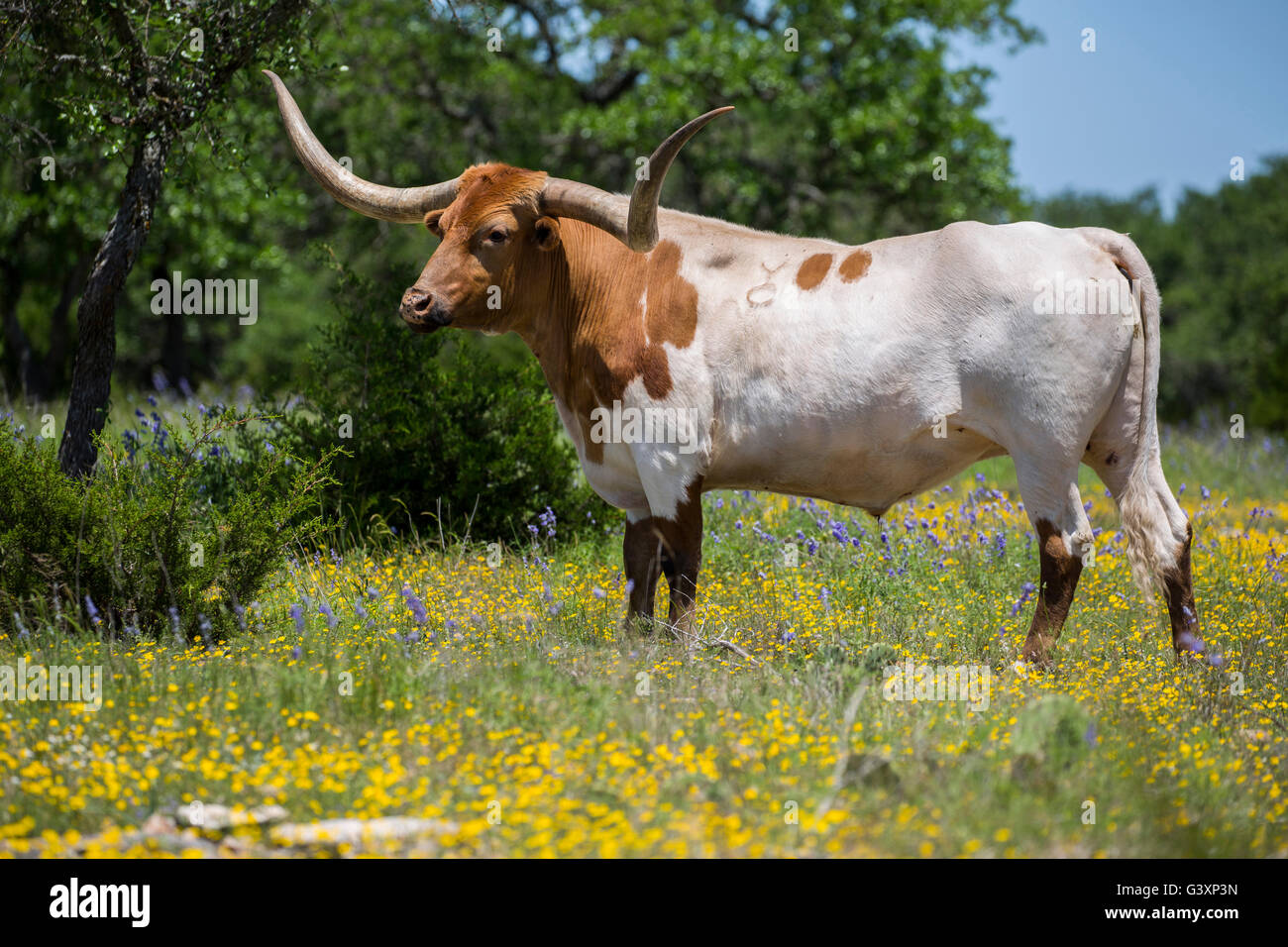 Texas Longhorn en montagne fleurs sauvages Banque D'Images
