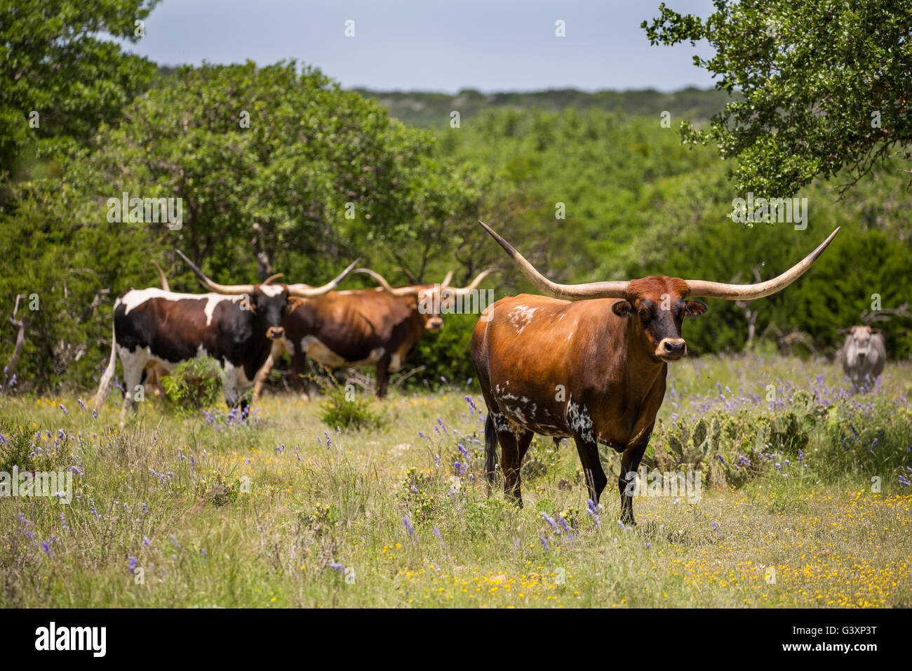 Texas Longhorn en montagne fleurs sauvages Banque D'Images